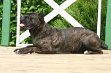 CANE CORSO 1457